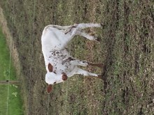 MML MAXI SWIRL HEIFER