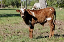bull calf Fancy Free x Brazos Julio 338