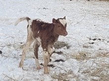 Monika's 2026 heifer