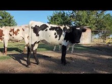 Tempted Rose Cowgirl CPL