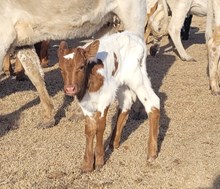 Zeus four eyes 2026 bull calf
